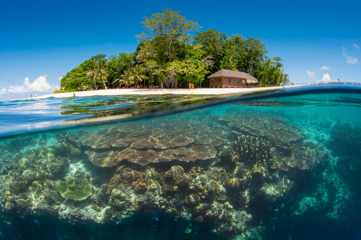PF8GY8 A split-level underwater photo of coral reef at the 'Drop-off' & Sipadan Island, Sabah, Malaysian Borneo
