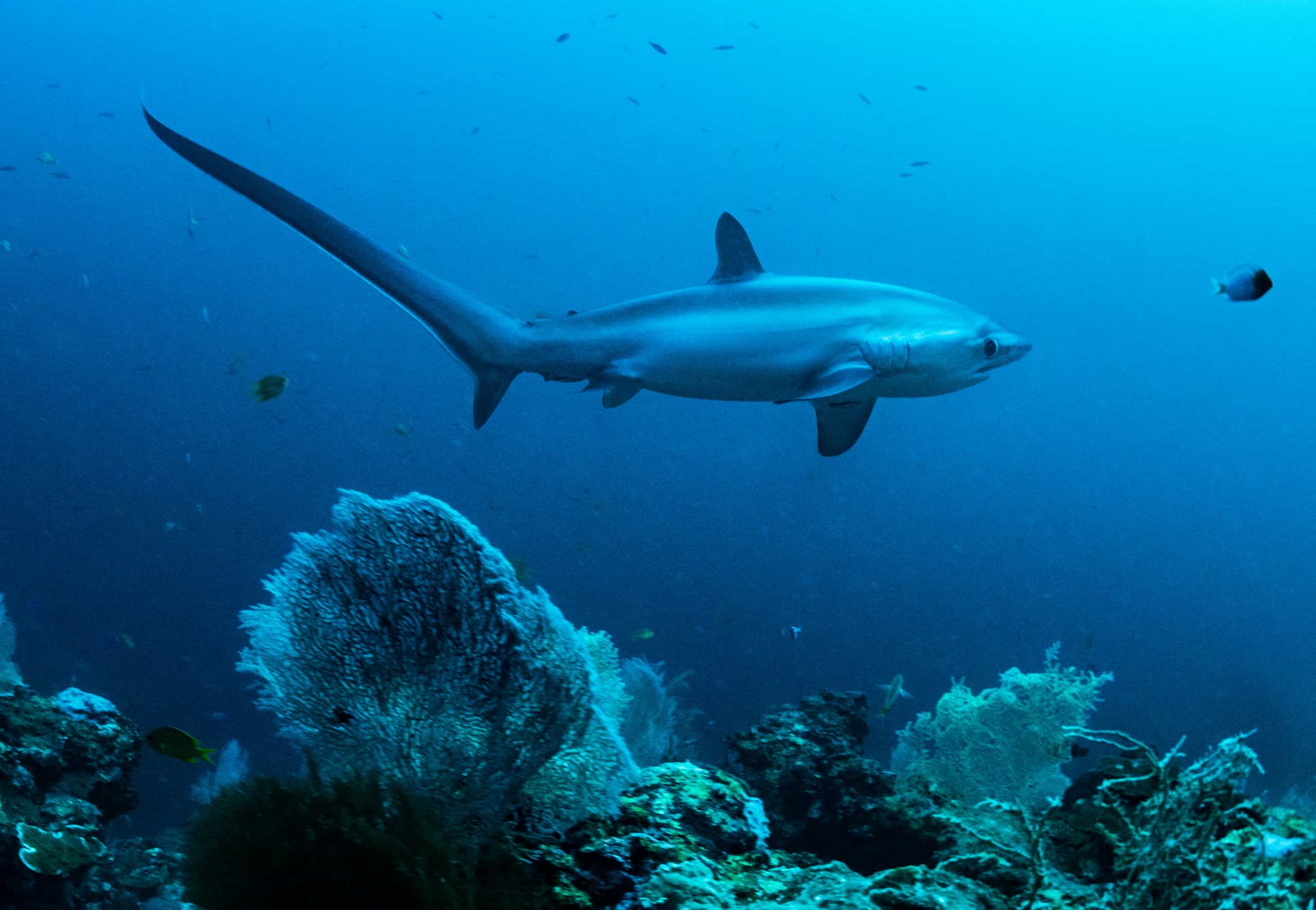 Thresher-shark-header