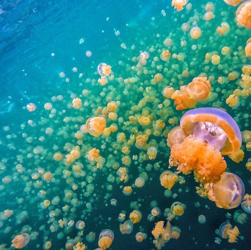 jellyfish5