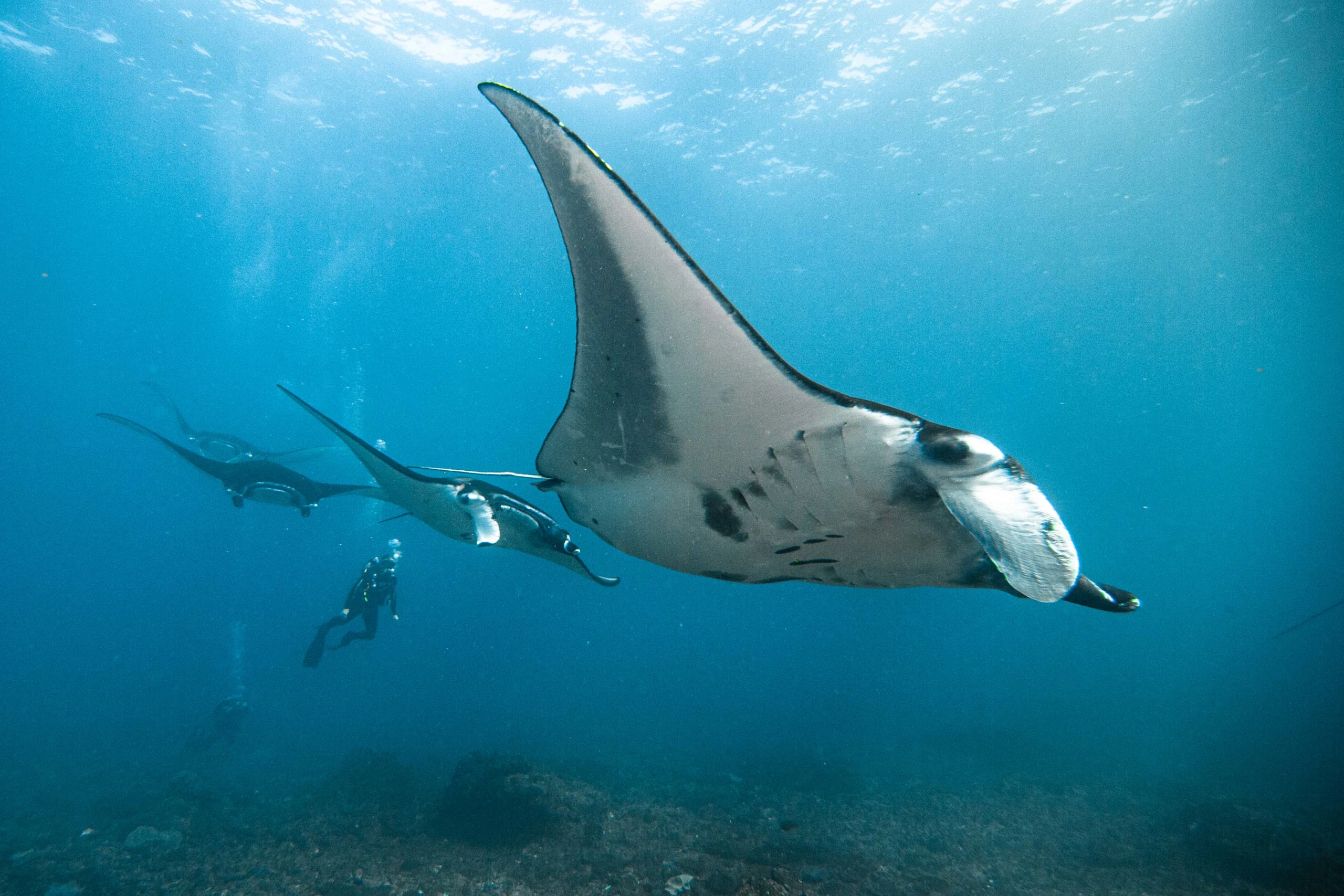 manta bali
