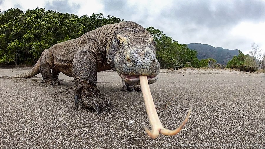 komododragon